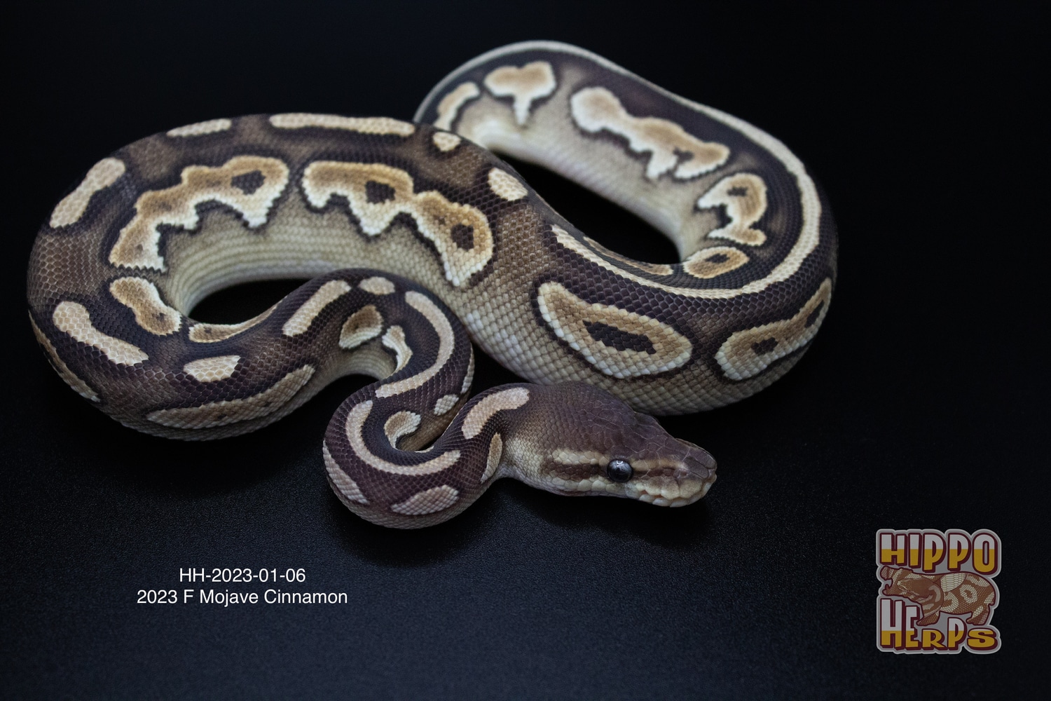 Mojave Cinnamon Ball Python by Hippo Herps - MorphMarket