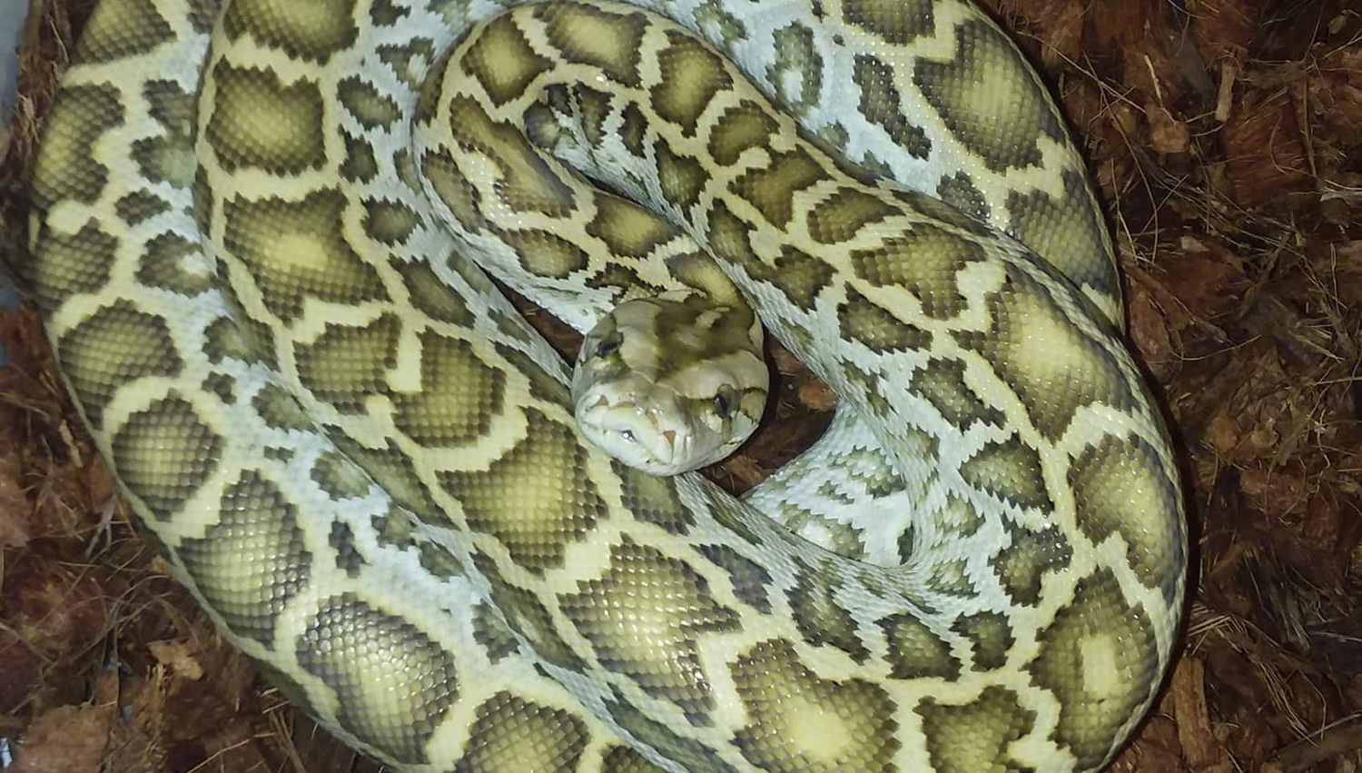 7ft Hypo Het Green Burmese Burmese Python by Innovated Exotics