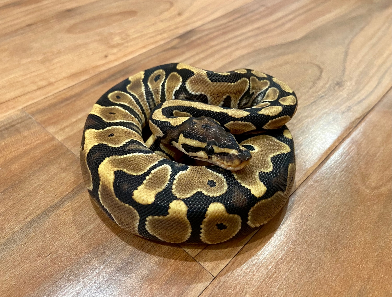 Yellow Belly Pos Gravel Ball Python by Black Star Reptiles MorphMarket