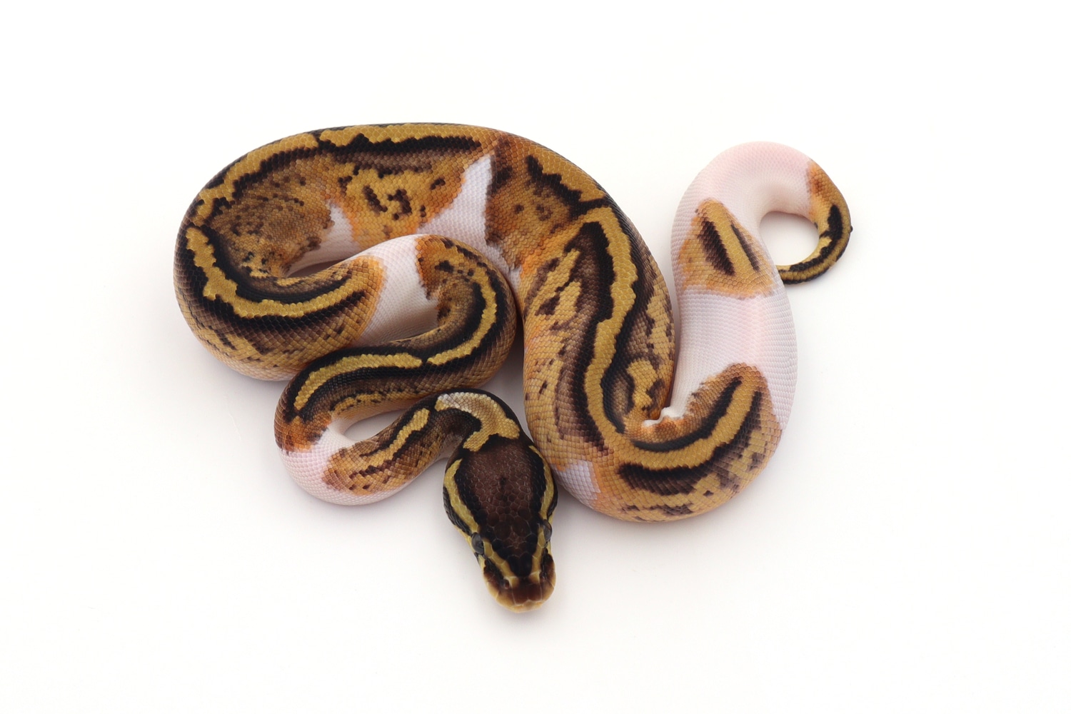 Pastel Mahogany Pied Ball Python by Hissy Fit Reptiles - MorphMarket