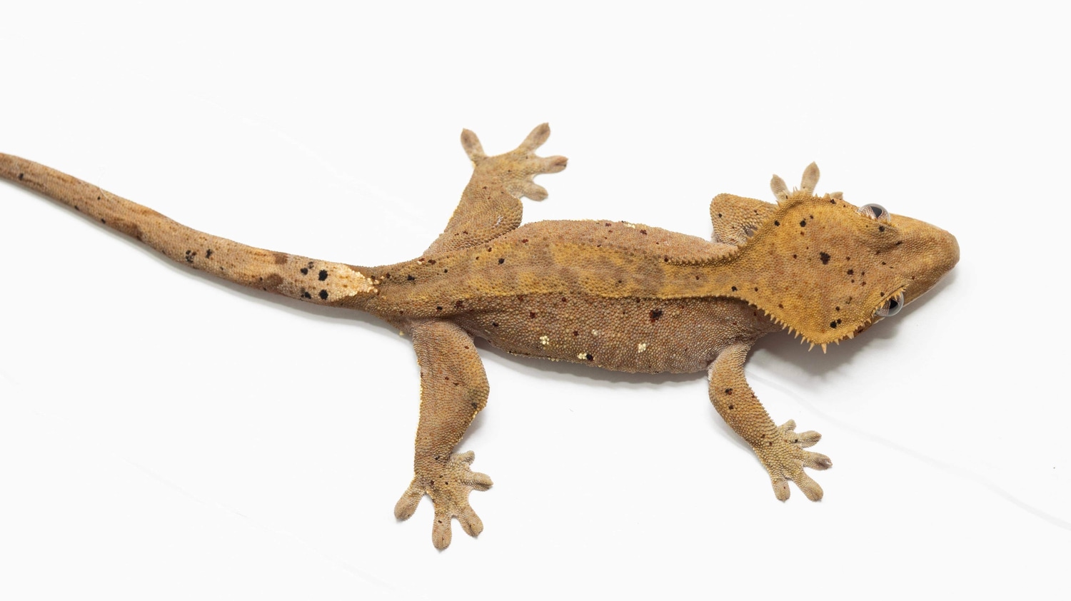 Chocolate Confetti Dalmatian Crested Gecko by Hit The Spot Geckos