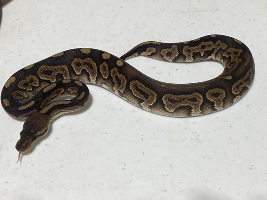 Cinnamon Raven Ball Python by HJ Reptiles LLC