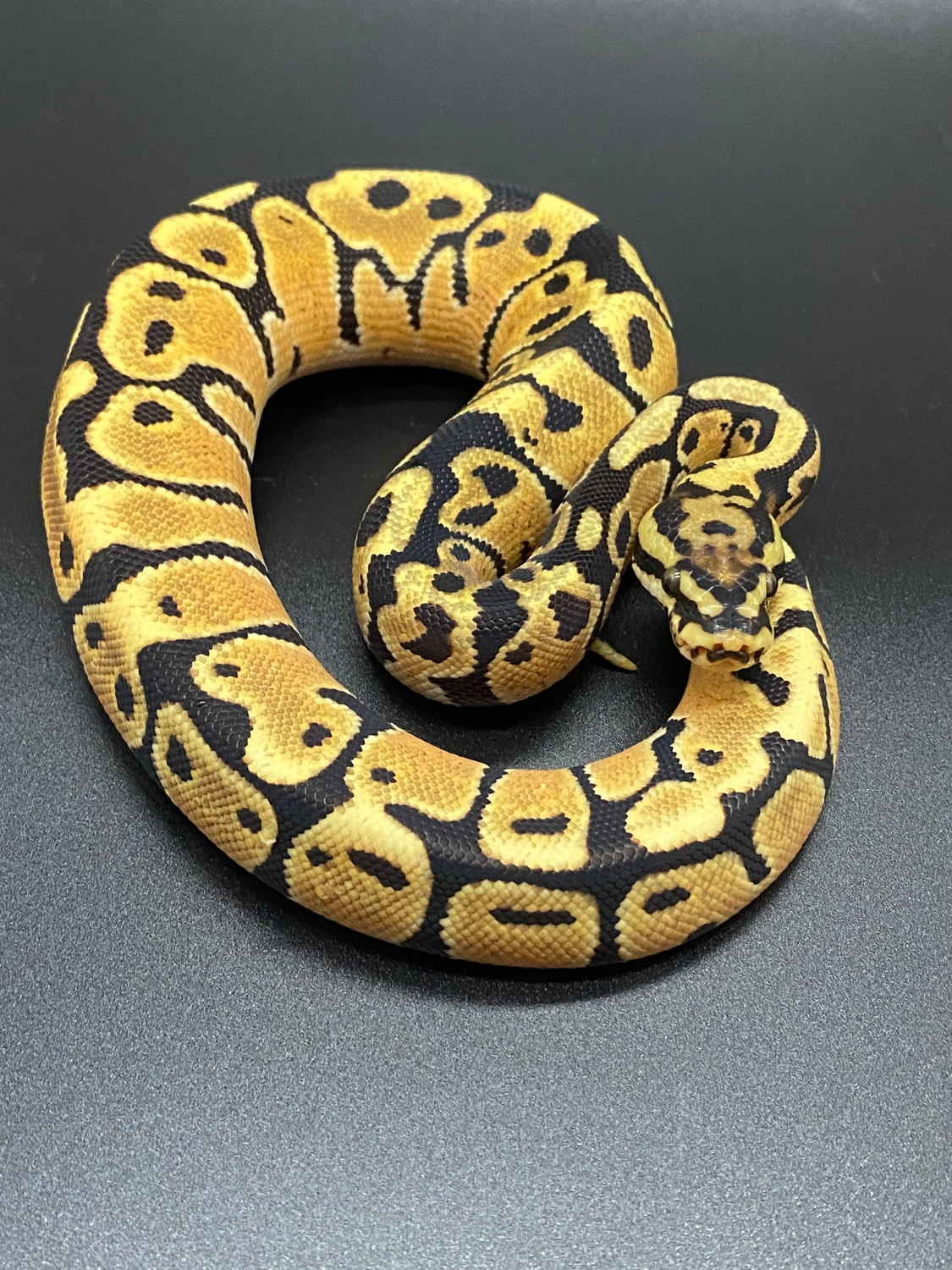 Spotnose OD Vanilla Male Ball Python by HJ Reptiles LLC MorphMarket