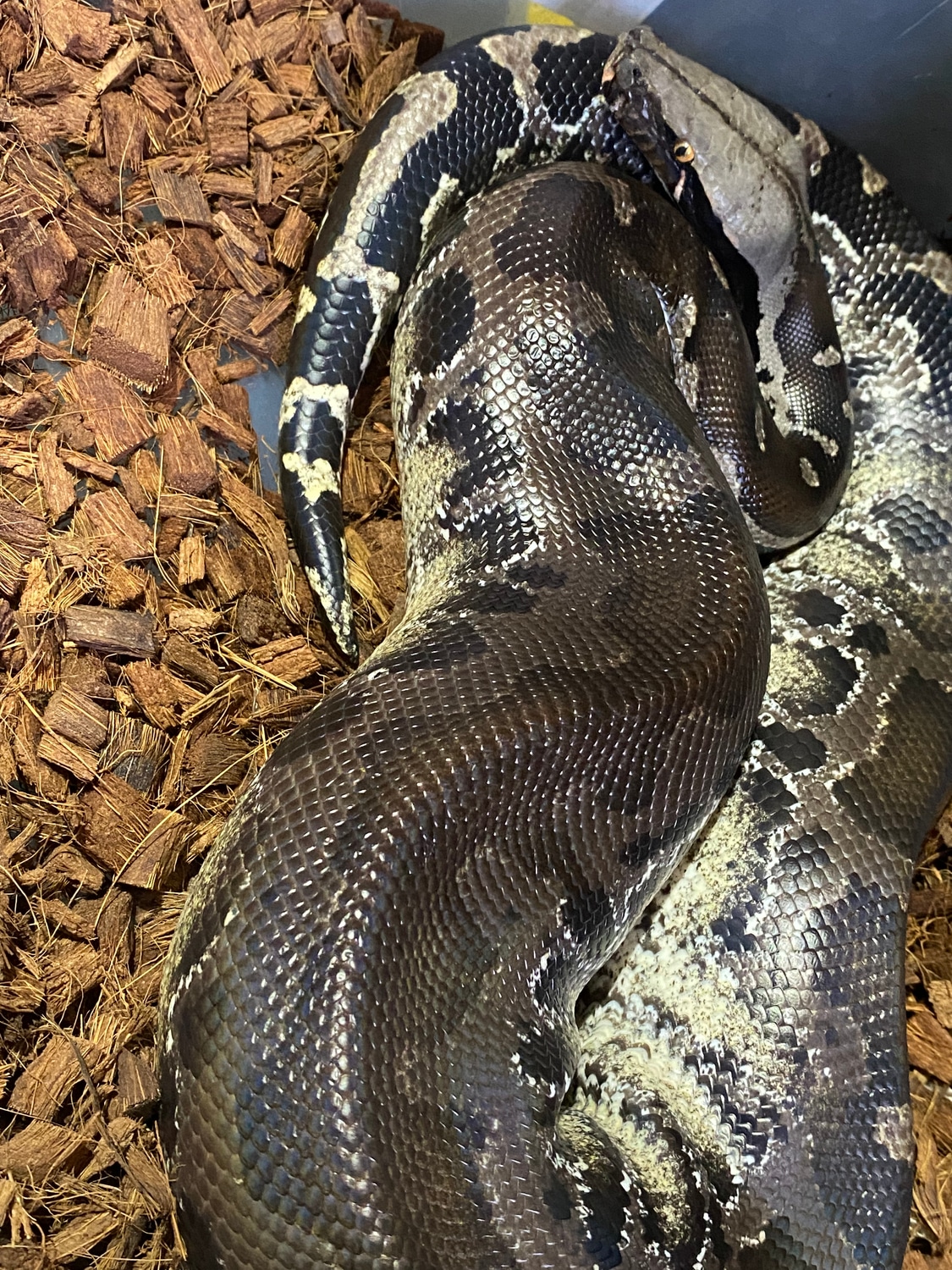 Male Chrome Head Sumatran Short-Tailed Python by HJ Reptiles LLC ...