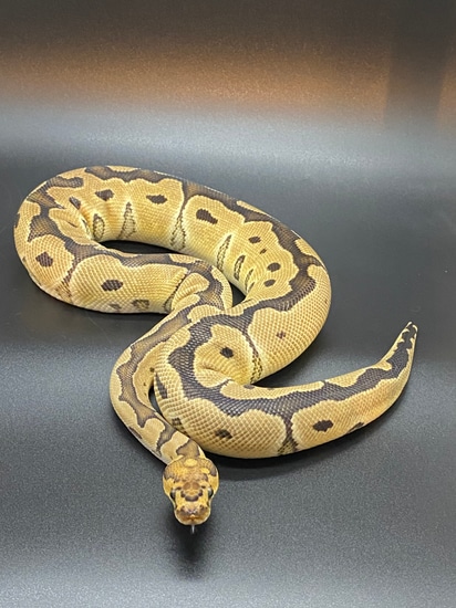Clown Ball Python by HJ Reptiles LLC