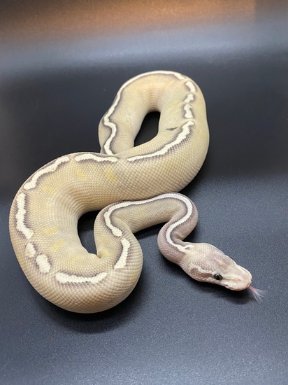 Pastel GHI Lesser Prob. Raven YB Ball Python by HJ Reptiles LLC