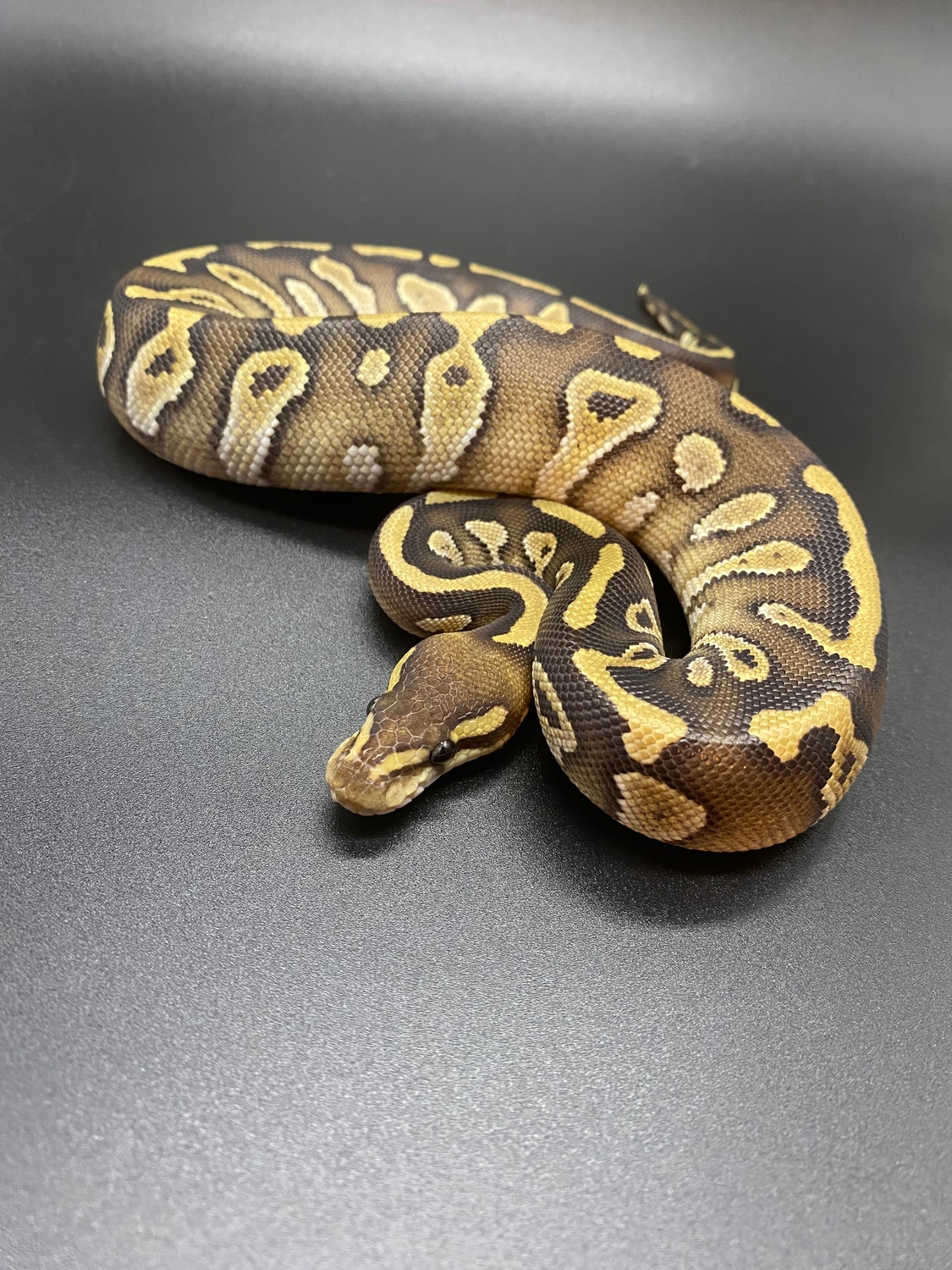 Raven Lesser Ball Python by HJ Reptiles LLC - MorphMarket