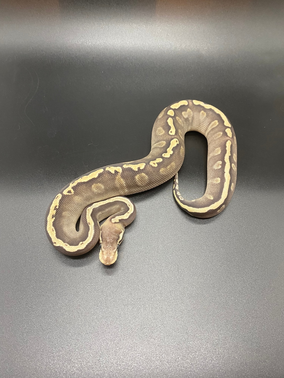 GHI Lesser Ball Python by HJ Reptiles LLC - MorphMarket