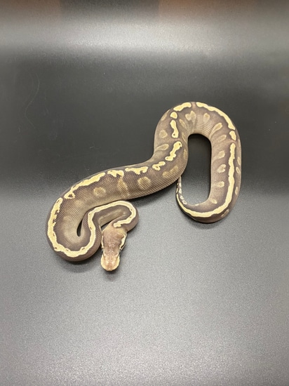 GHI Lesser Ball Python by HJ Reptiles LLC