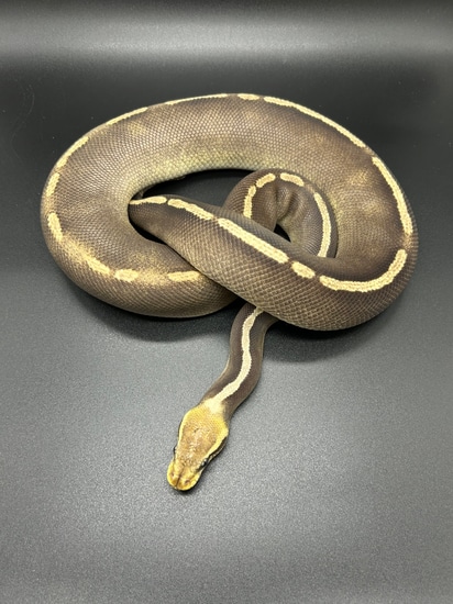 GHI YB Pastave Raven Ball Python by HJ Reptiles LLC