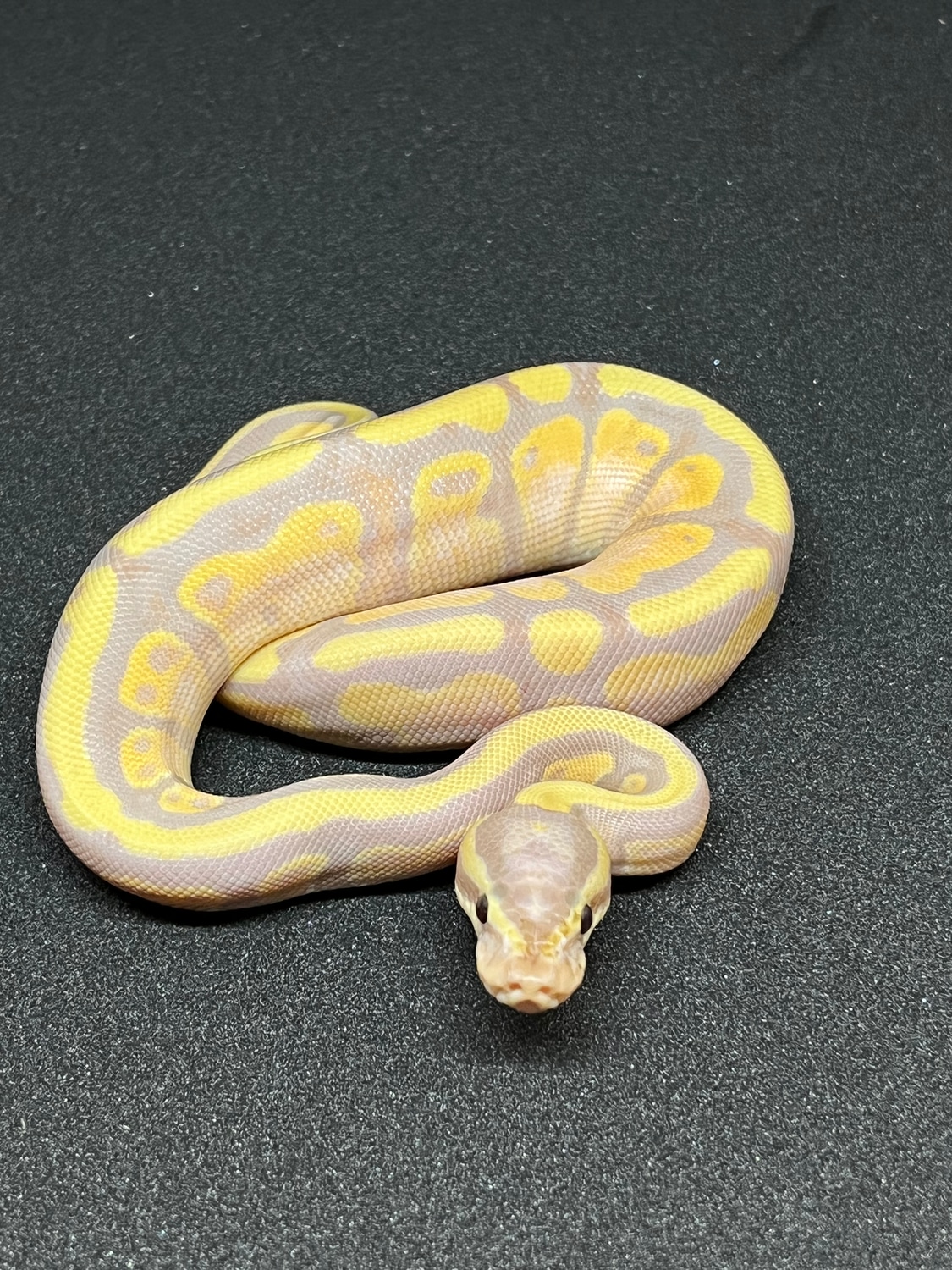 Banana Enchi Het Ghost Ball Python by Reef Parker Reptiles MorphMarket