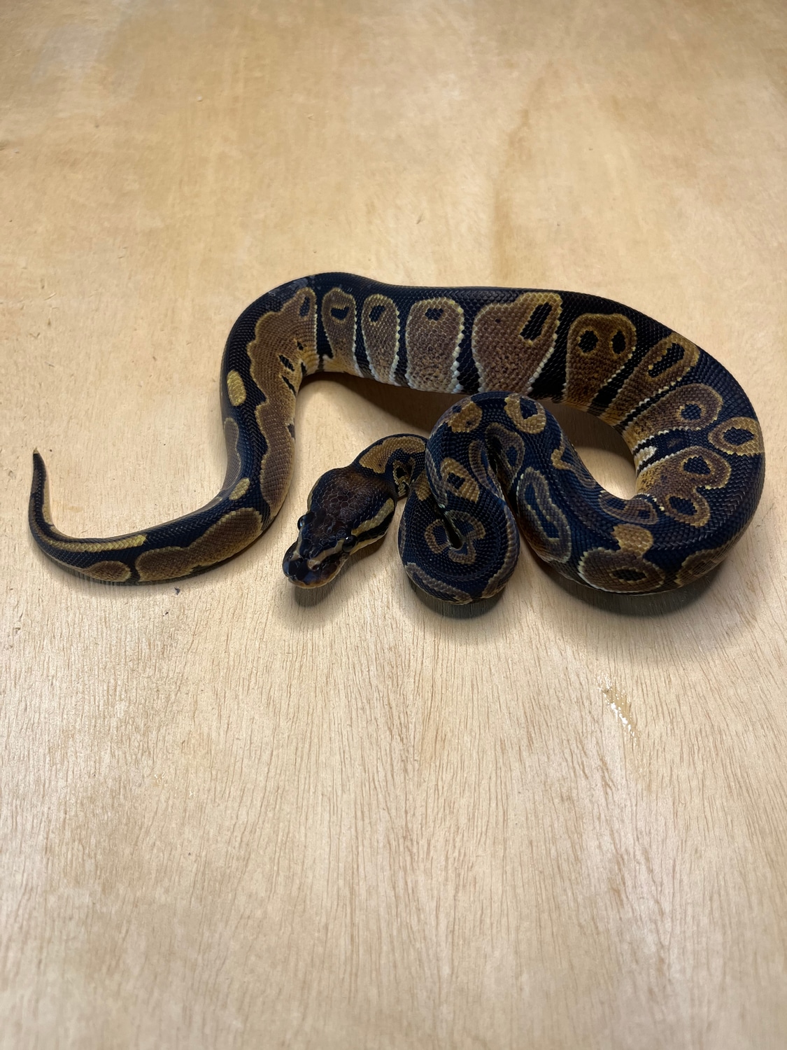 Normal Ball Python by Reef Parker Reptiles - MorphMarket