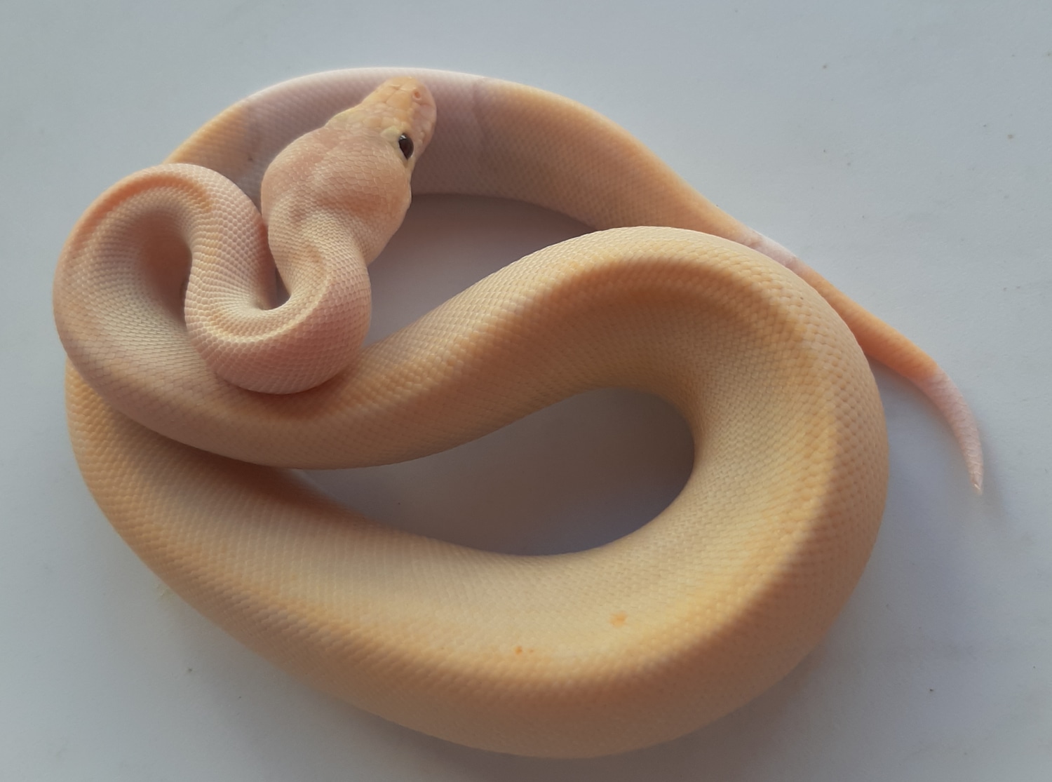 Coral Glow Champ Lesser Ringer Ball Python by Jimenez Reptiles ...