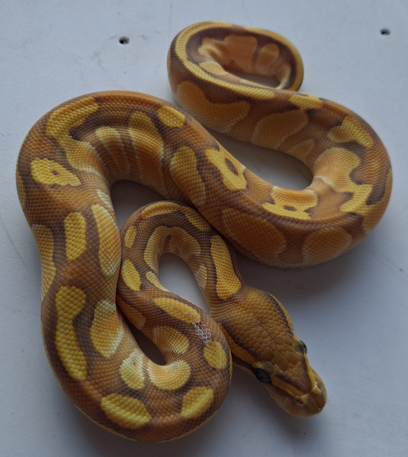 Butter Enchi Ghost Ball Python by Jimenez Reptiles - MorphMarket