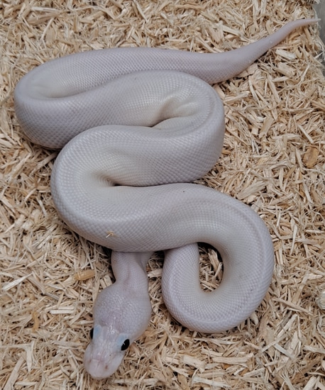 Cinny Sugar Ball Python Super Cinny Pied Poss Cg Ball Python by Jimenez Reptiles