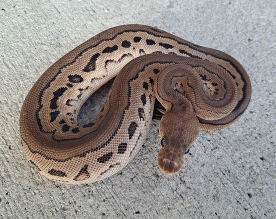 Cinny Sugar Ball Python Cinny Clown Ball Python by Jimenez Reptiles
