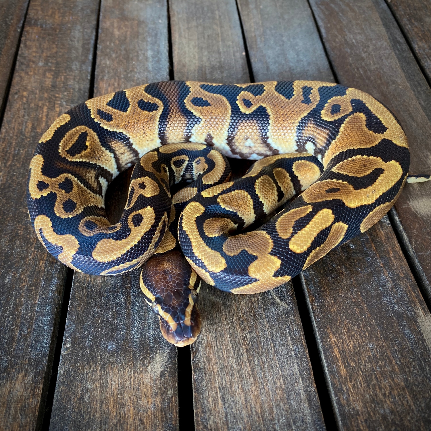 Asphalt Pos Yellow Belly Ball Python by Dark Side Constrictors ...