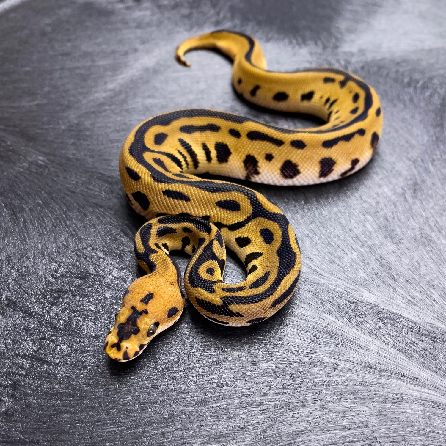 Batman Ball Python by Dark Side Constrictors - MorphMarket