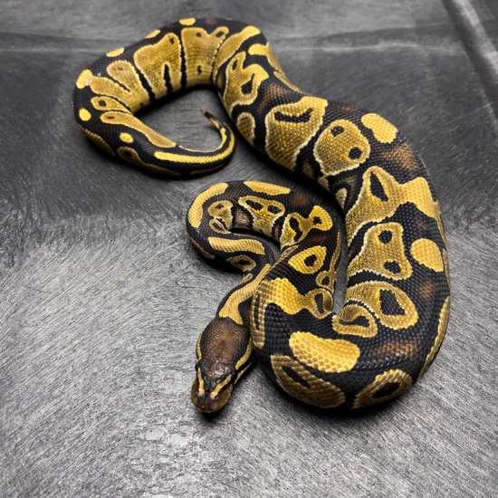 Normal Het Clown 66% Het Hypo Ball Python by Dark Side Constrictors
