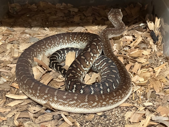 Hypo Stonewash Centralian Carpet Python by HDN Reptiles