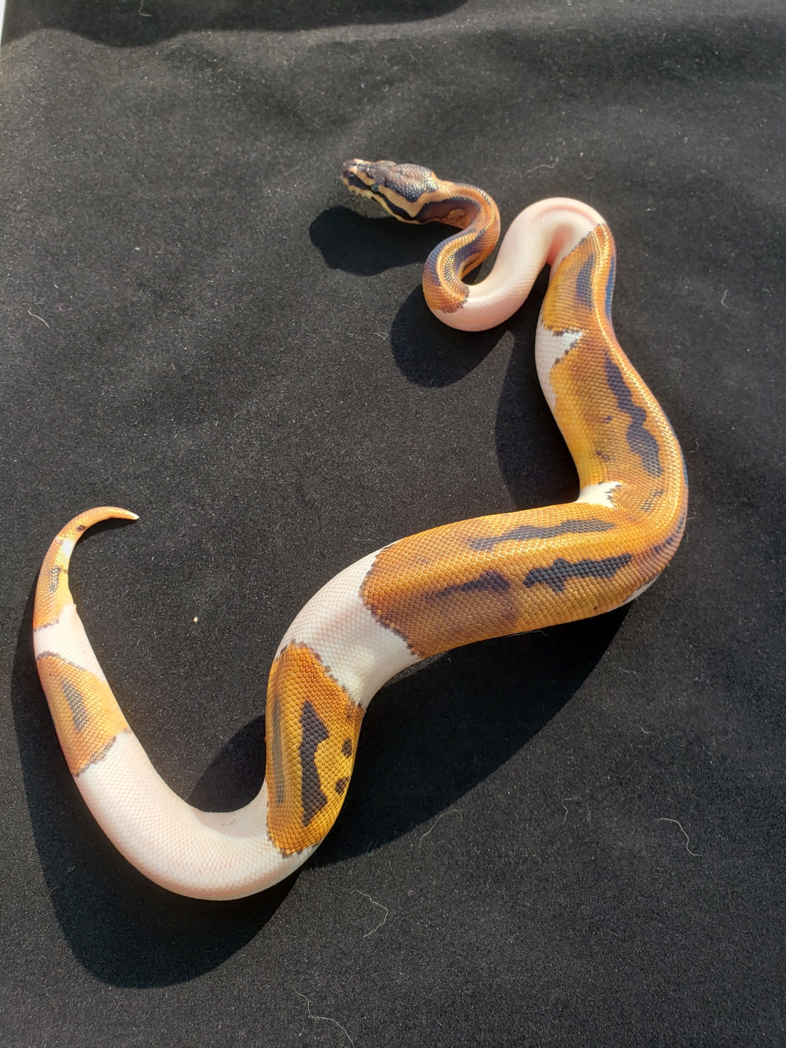 Pied Het TSK Axanthic 4 Month Payment Plan Available Ball Python by ...