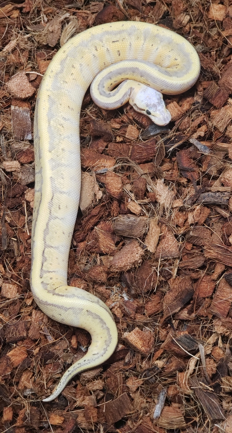 Leopard Killer Blast Ball Python by Hobo’s Snakes - MorphMarket