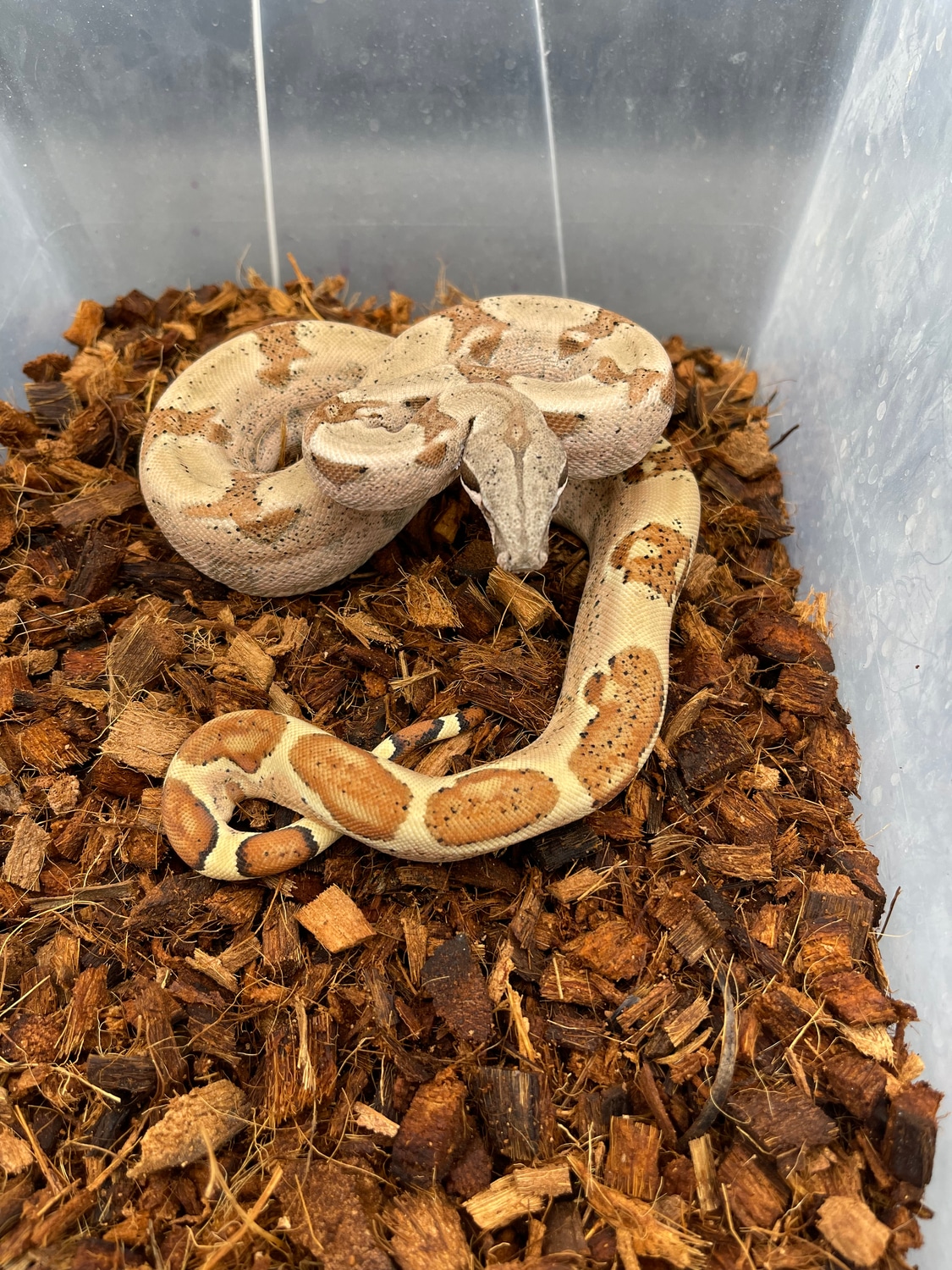 Hypo Jungle Boa Constrictor by Hobo's Snakes MorphMarket