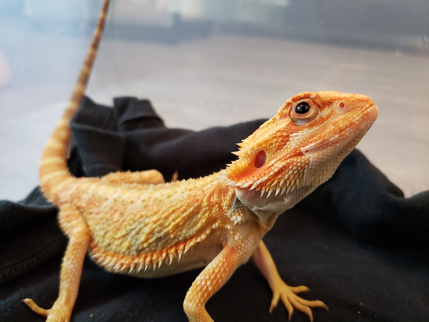 Hypo Trans Central Bearded Dragon by House of Cards Beardies, LLC