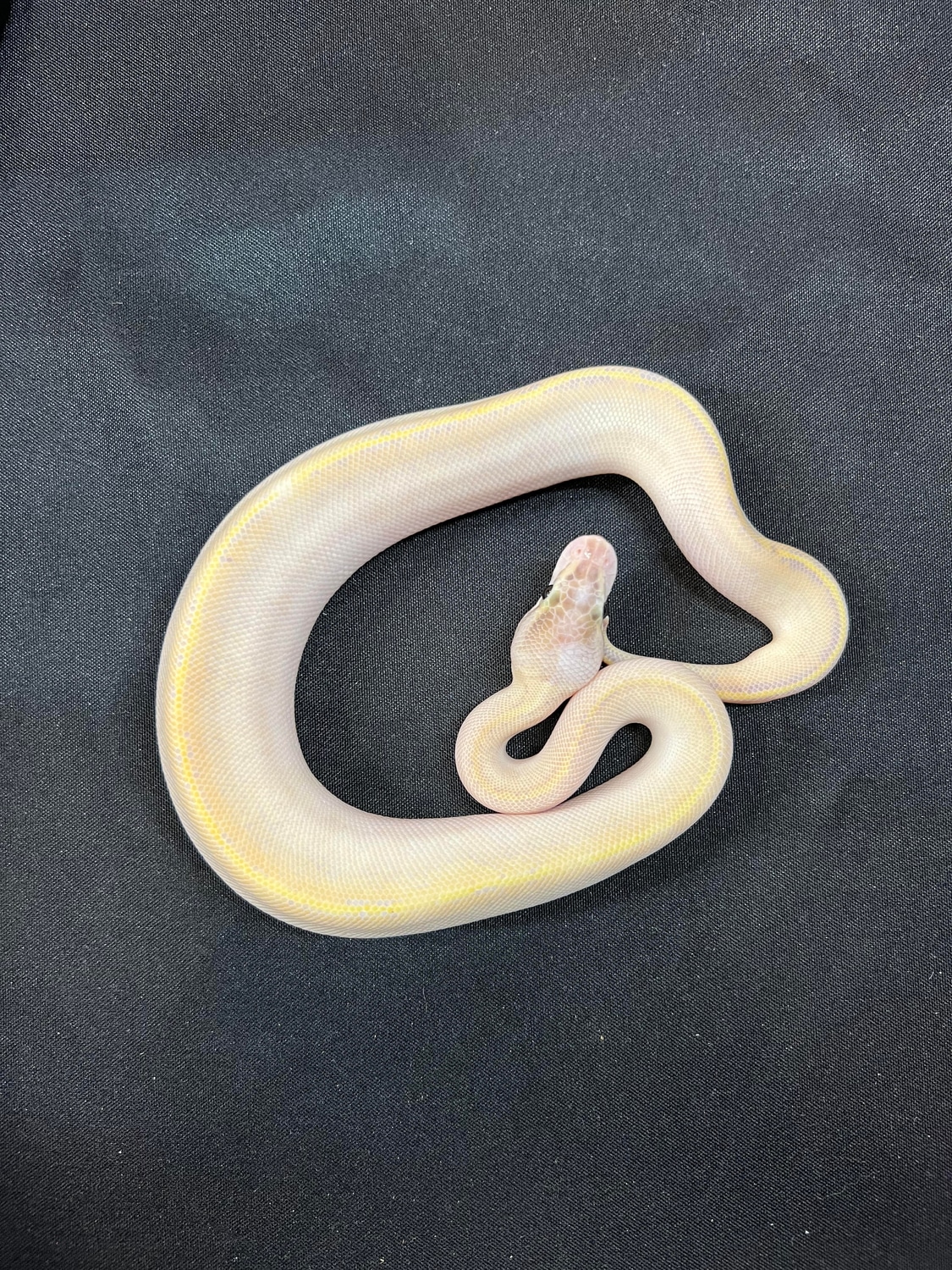 2022 Male Ivory Ball Python by House of Cards Beardies, LLC MorphMarket