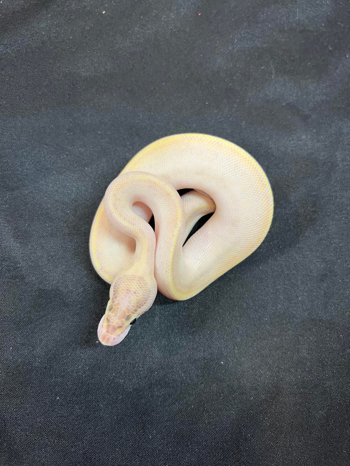 2022 Male Ivory Ball Python by House of Cards Beardies, LLC - MorphMarket