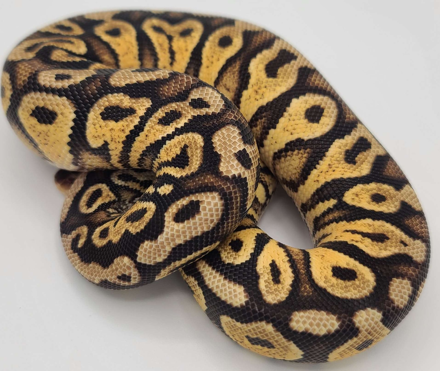 Pastel Yellow Belly Female Ball Python by House of Cards Beardies, LLC
