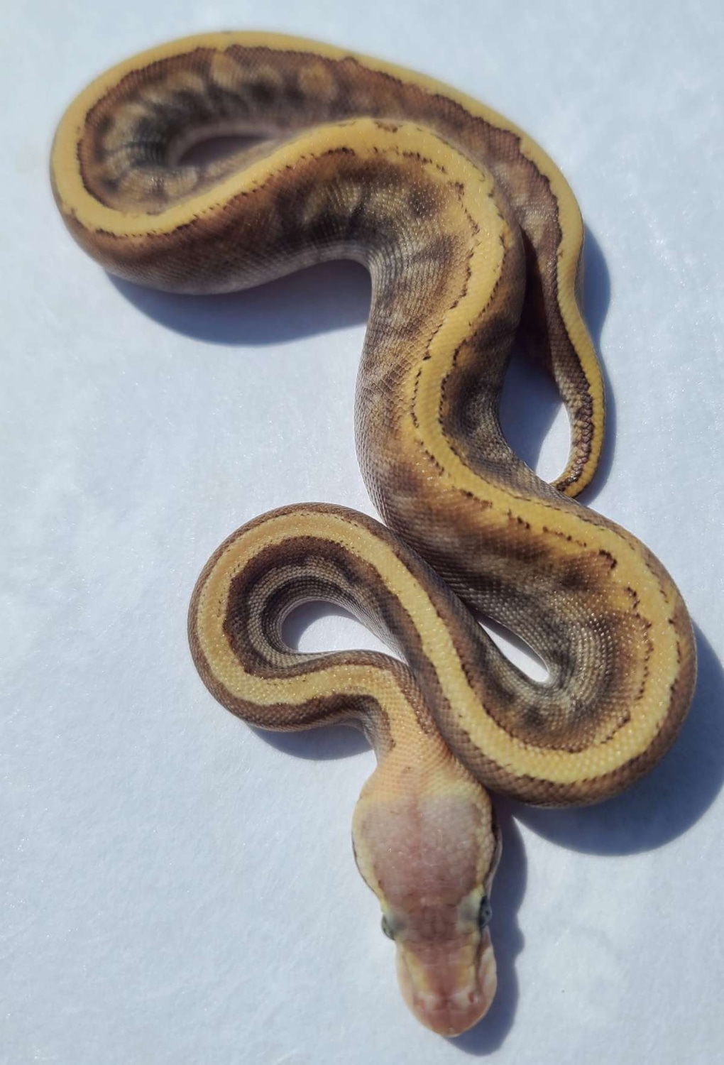 Pastel GHI Mojave Pinstripe Ball Python by House of Cards Beardies, LLC ...