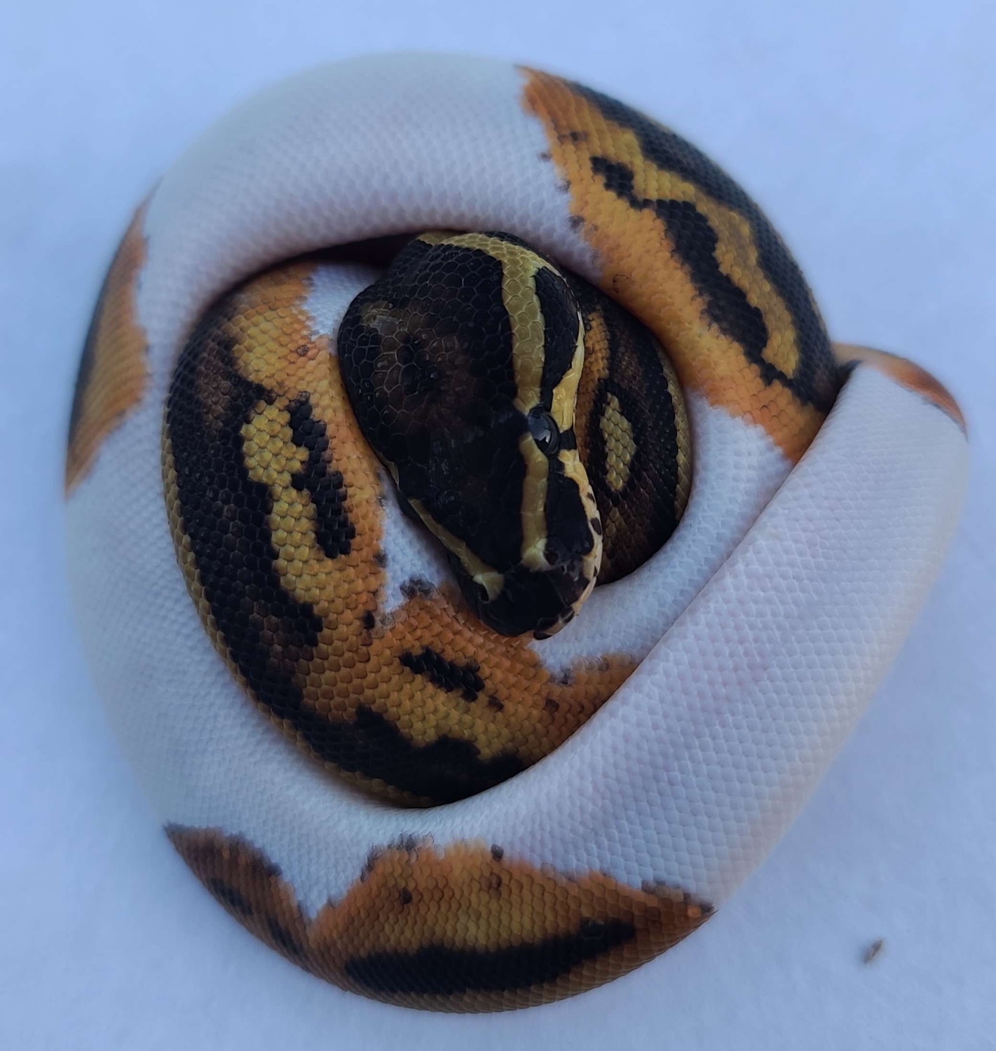 Piebald Het Clown Ball Python by House of Cards Beardies, LLC - MorphMarket