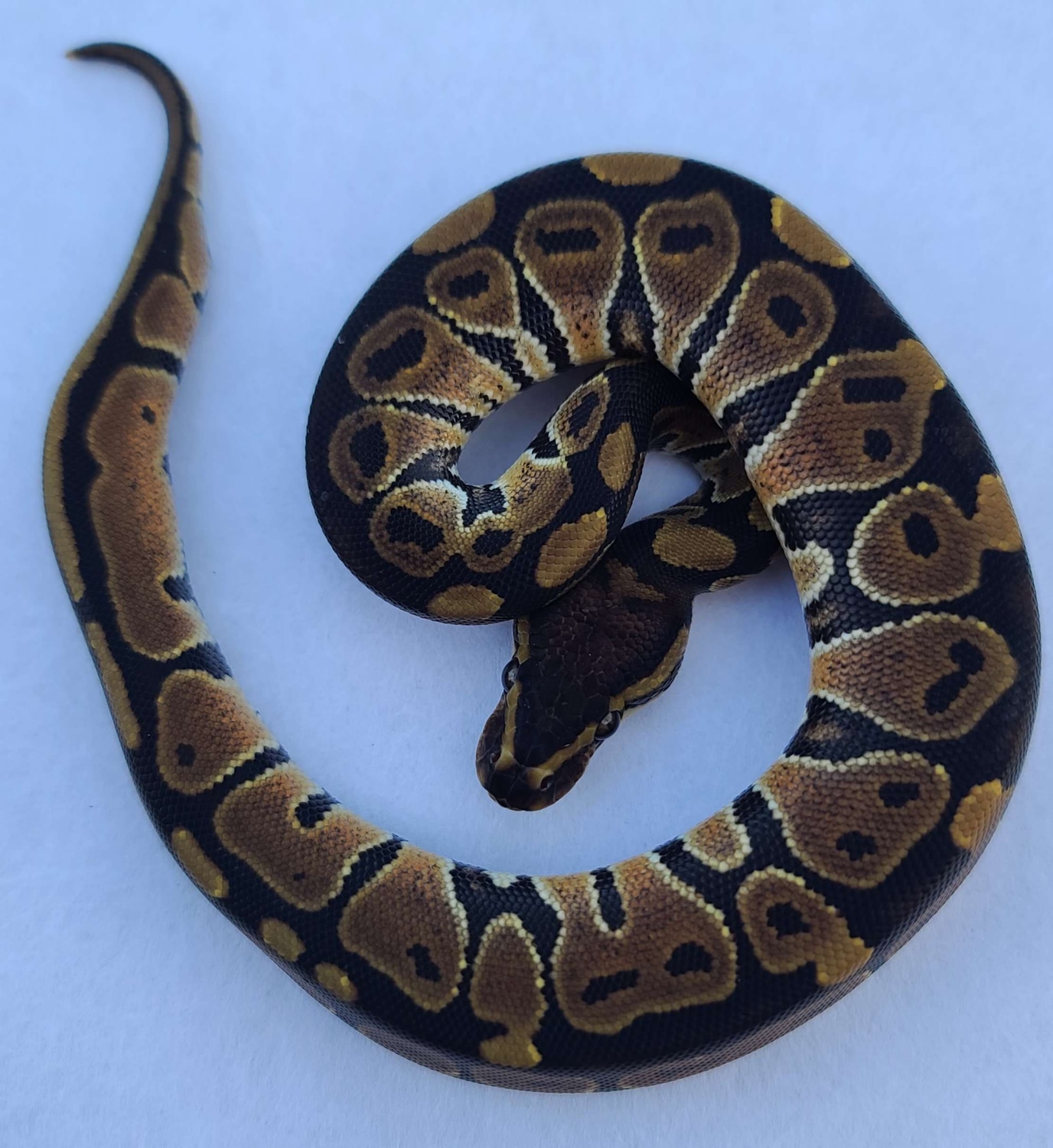 Normal 100 Het Orange Ghost 50 Het Green Ghost Ball Python by House