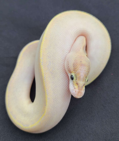 Pastel Ivory Ball Python by House of Cards Beardies, LLC