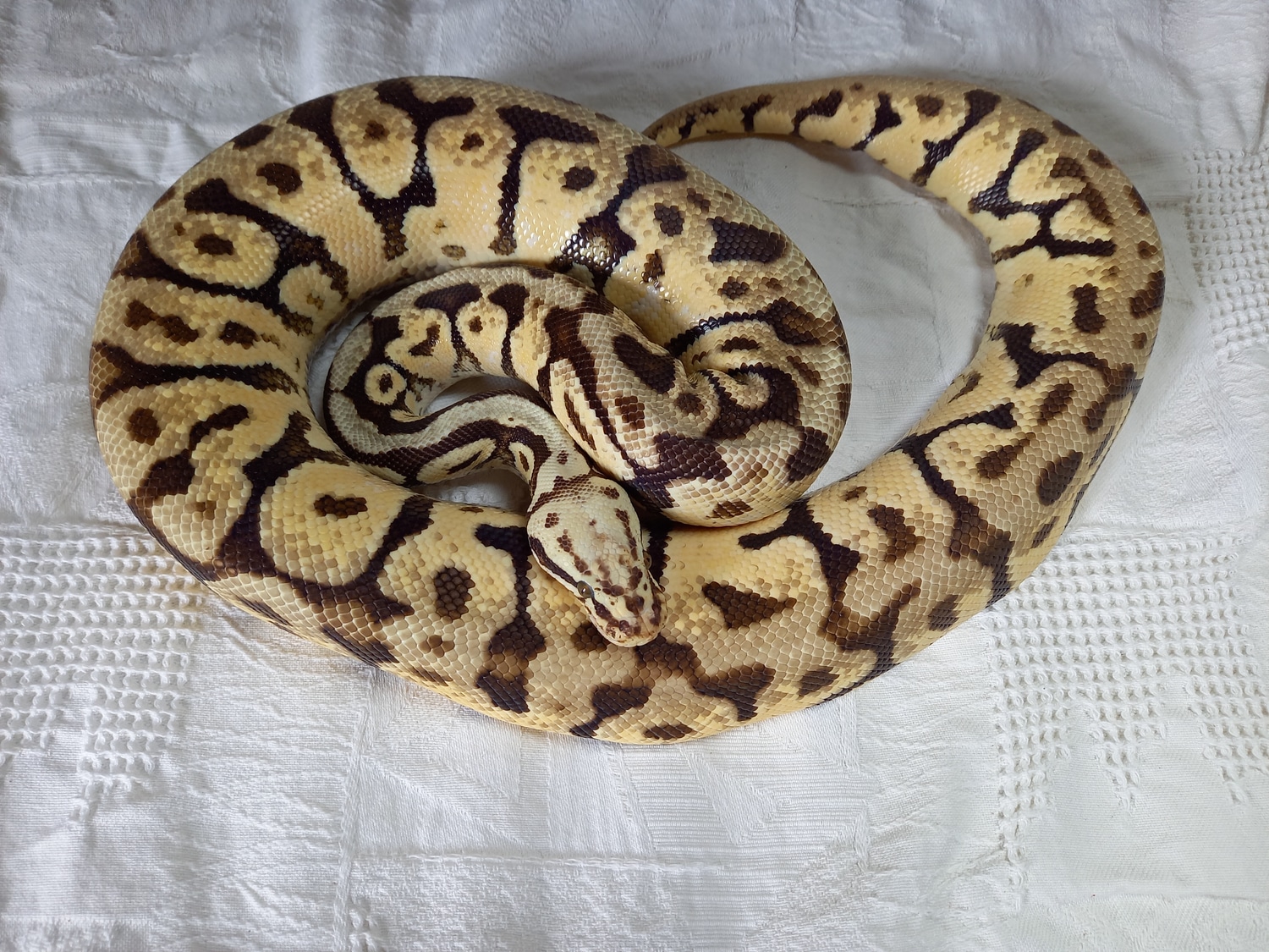 Rosenose Het Ghost Breeder Female Ball Python by Robbert Frans Reptiles ...