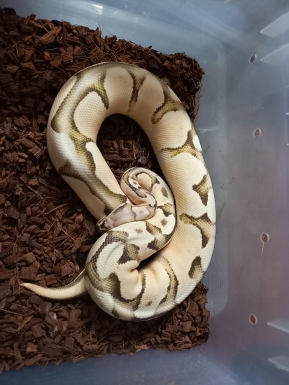 Super Orangedream Super Vanilla Female Ball Python by Robbert Frans ...