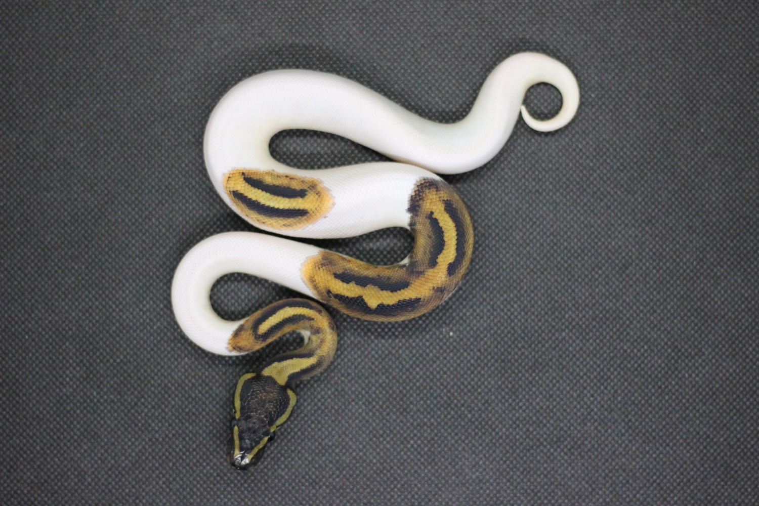 Panther Piebald Pos. Yellowbelly Ball Python by Amazing Piebald's MorphMarket