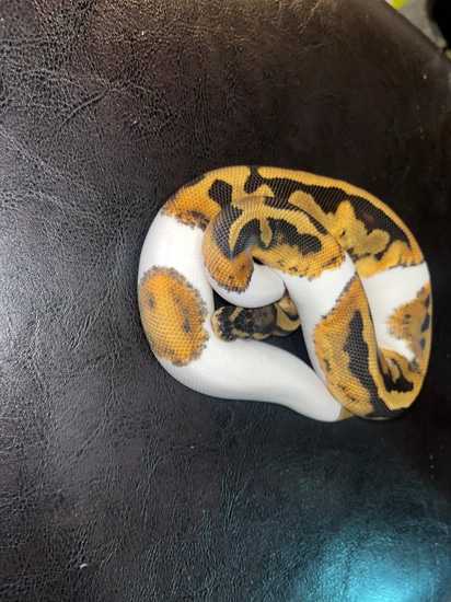 Piedbald Python Project Pair! Shipping Included Ball Python by Cold ...