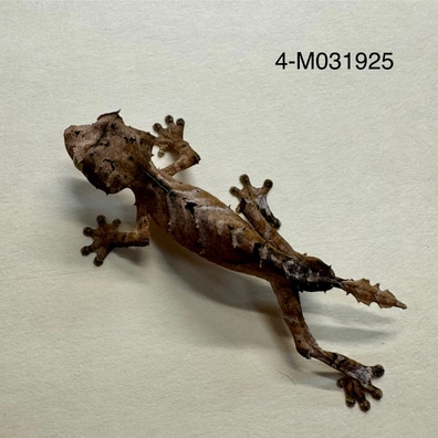 【美品】OZWRT Agave Leaf Tailed Gecko 17cm DSC_0176_1200x.jpg?v=1650062037
