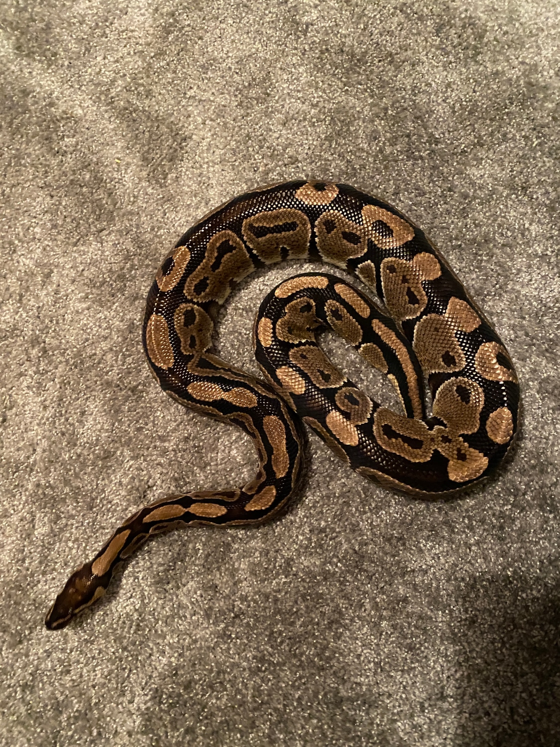 Normal Ball Python by HB Reptiles - MorphMarket
