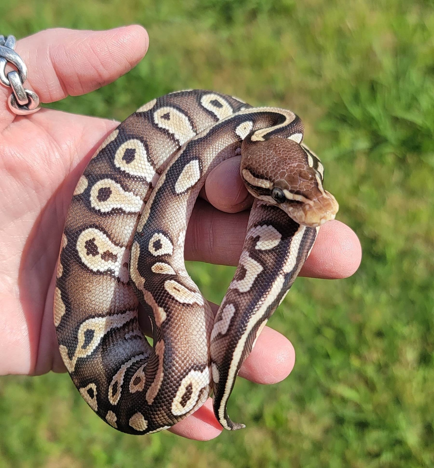 Chocolate Mojave Ball Python by Texoma Exotics LLC MorphMarket