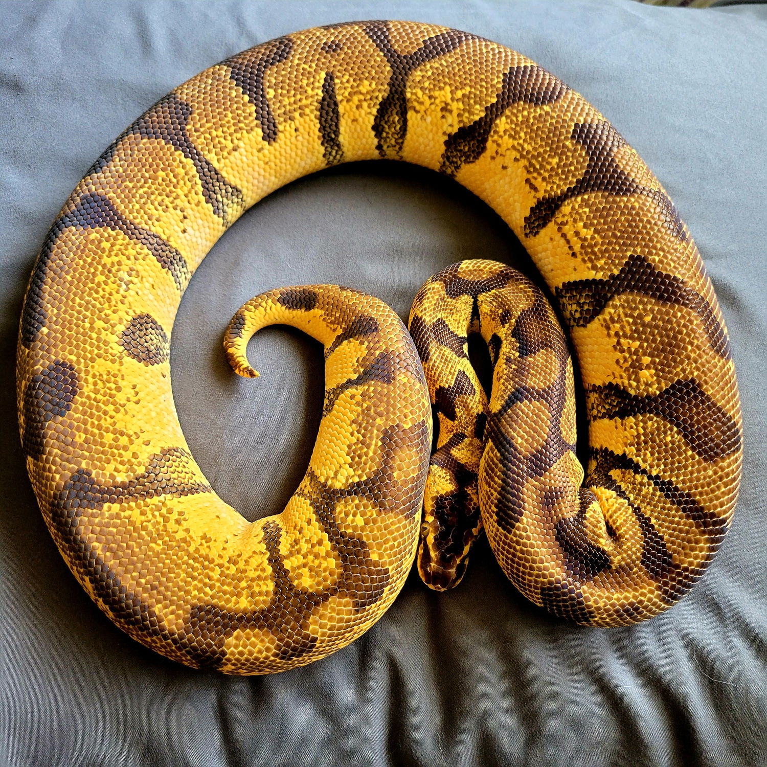 Proven Pastel Super Enchi Female Ball Python by Hollywood Balls