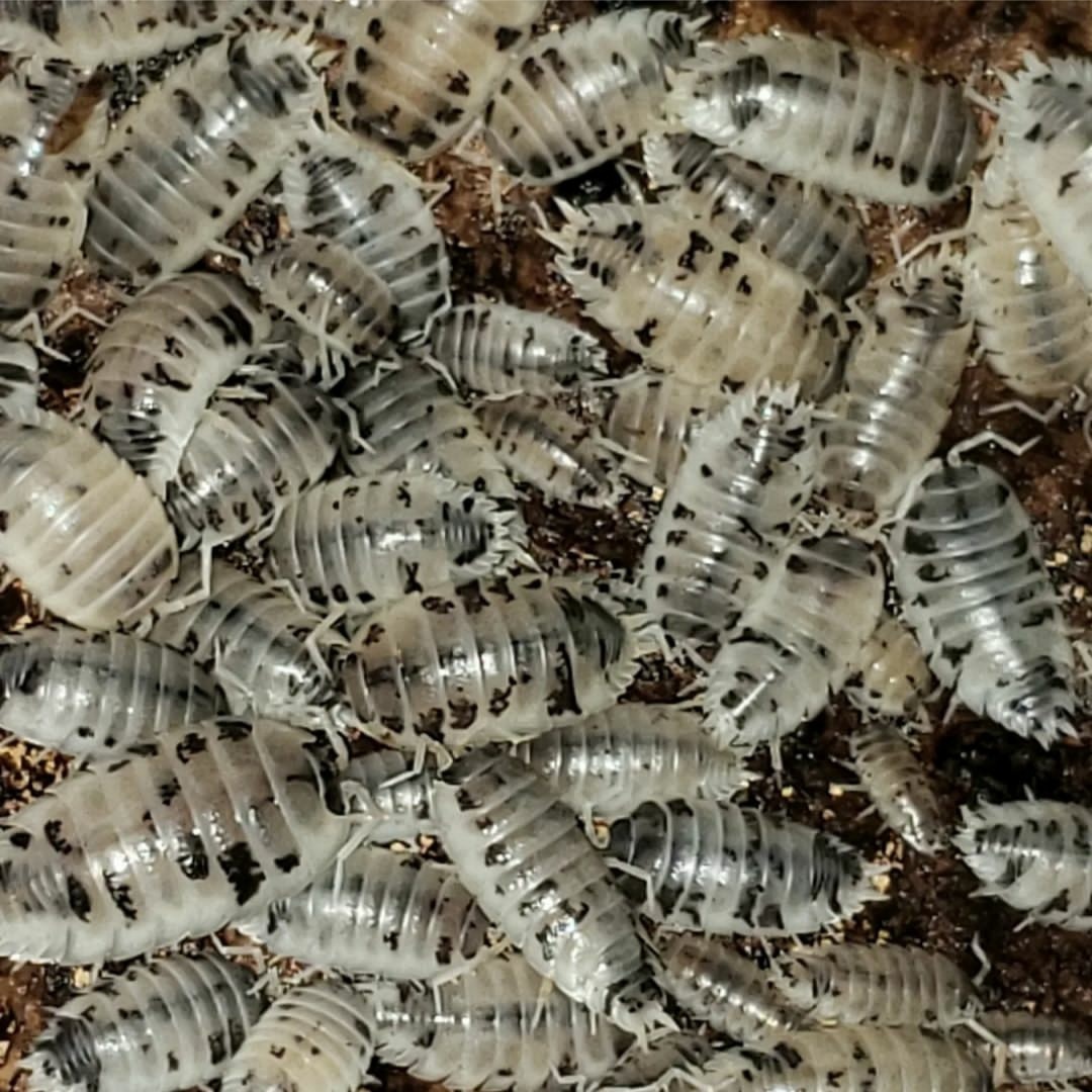 100ct Dairy Cow Isopod By Holy Poly Isopods MorphMarket 100ct-dairy-cow-isopod-by-holy-poly-isopods-morphmarket