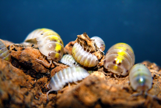 Armadillidium Vulgare - 