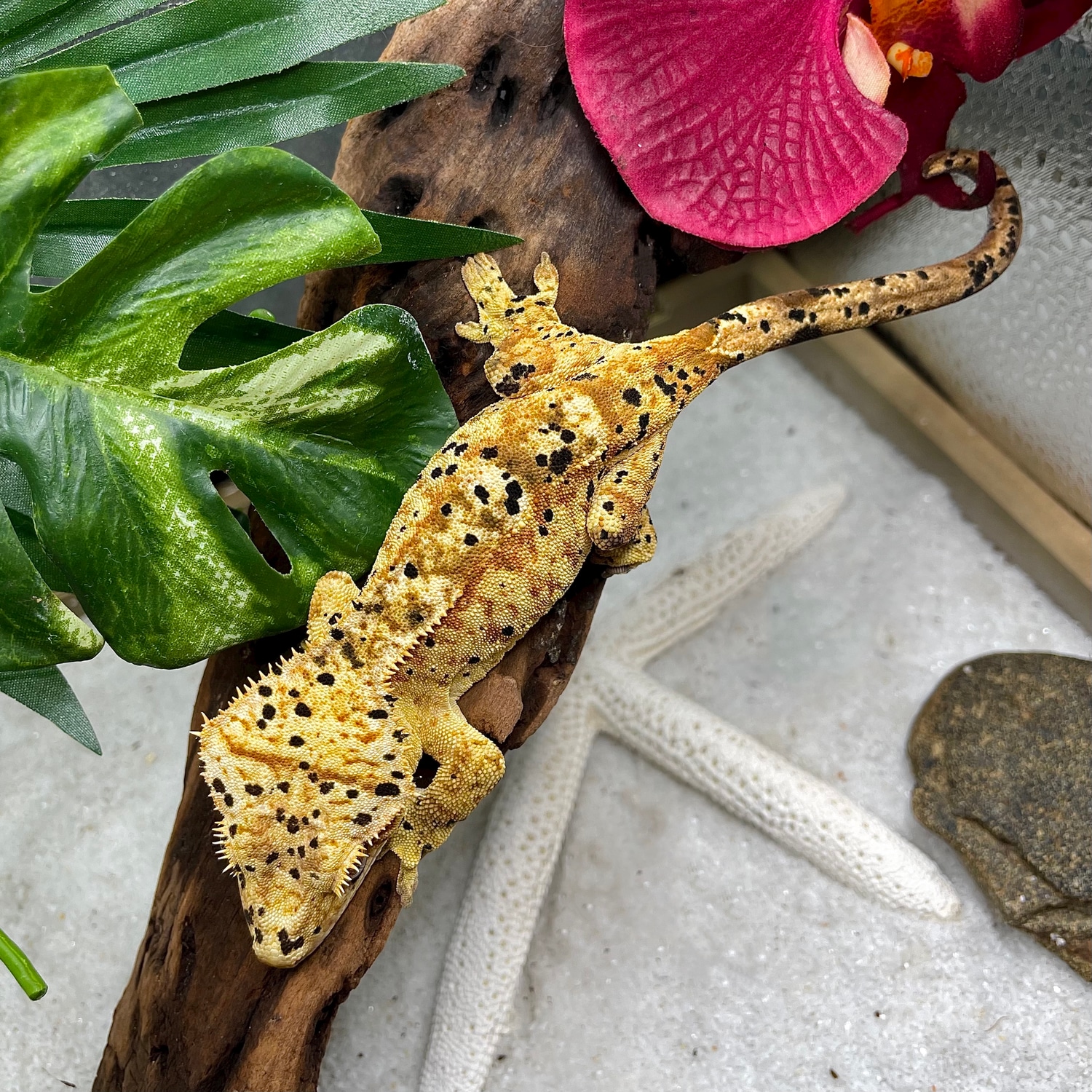 SGT. PEPPER Super Dalmatian Crested Gecko by Holy Grail Geckos