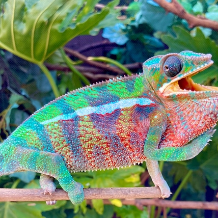 タウカン Town&Country Chameleon 5’9” Cloud 9 Chameleons - MorphMarket