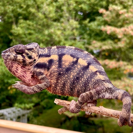 Cloud 9 Chameleons - MorphMarket