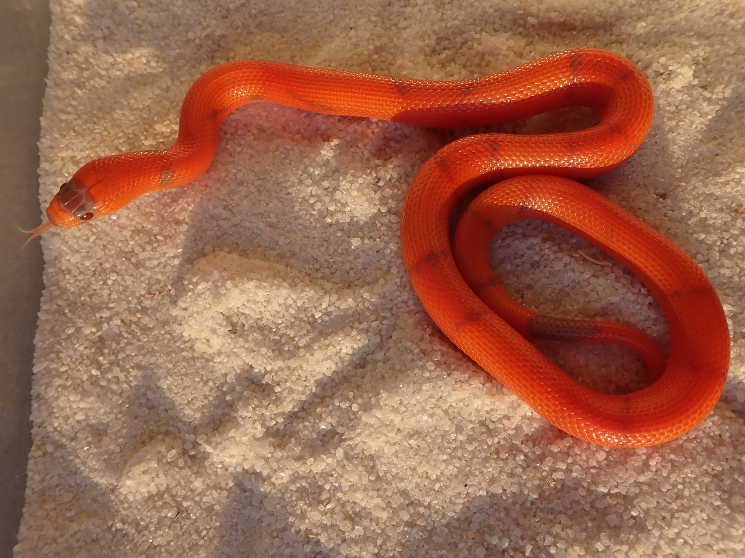 Aberrant Extreme Vanishing Pattern Tangerine Hypo Honduran Milk Snake