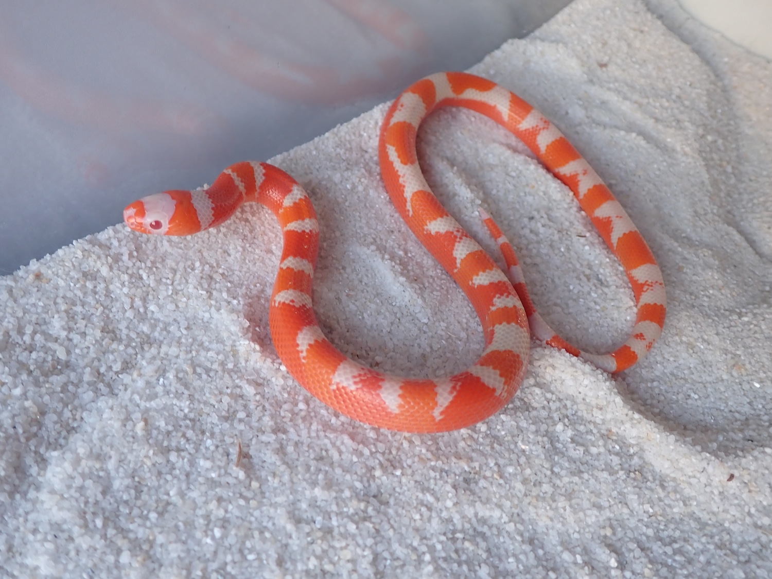 Aberrant Tangerine Albino Honduran Milk Snake by Honduran Milk Snake